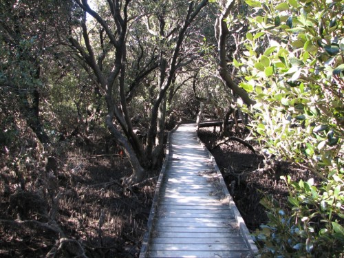 Mangrove boardwalk St Kilda Mangrove boardwalk St Kilda