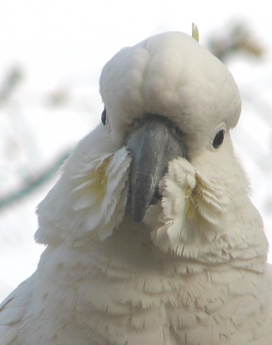 Sulphur Crested Cockatoo Sulphur Crested Cockatoo