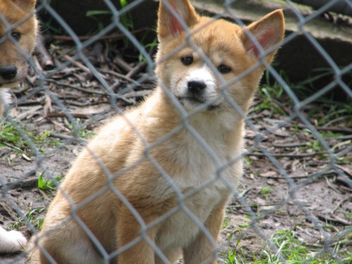 Dingo pup, Cleland Wildlife Park