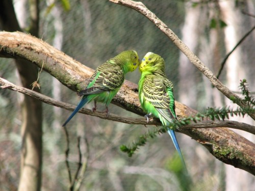 Budgerigars, Cleland Wildlife Park