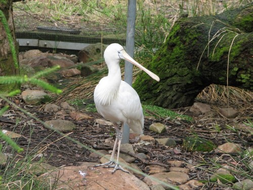 Yellow Billed Spoonbill