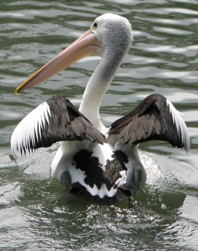 Australian Pelican