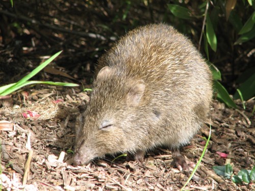 Southern Brown Bandicoot, Cleland Wildlife Park