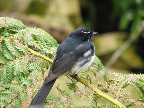 Willie Wagtail