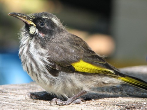New Holland Honeyeater New Holland Honeyeater