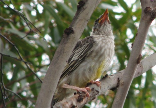 Newly fledged Red Wattlebird