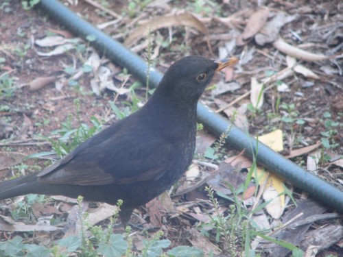 Common Blackbird (male) Common Blackbird (male)