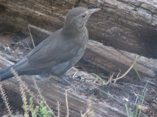 Common Blackbird (female)