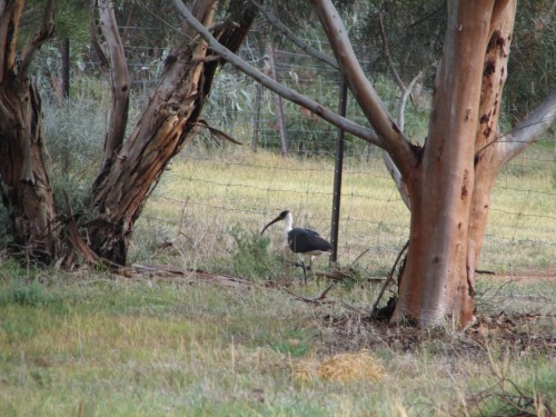 Straw Necked Ibis Straw Necked Ibis