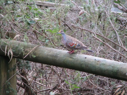 Common Bronzewing Pigeon