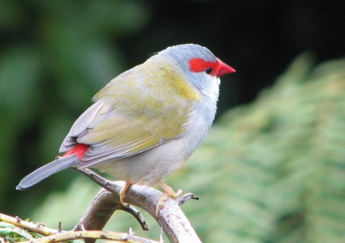 Red Browed Finch
