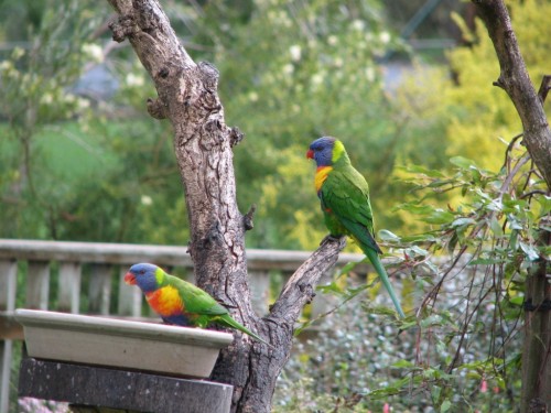 Rainbow Lorikeets Rainbow Lorikeets
