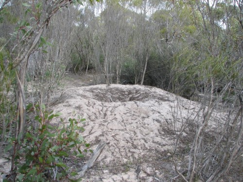 Nest of a Mallee Fowl Nest of a Mallee Fowl