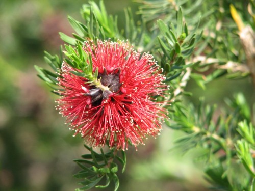 Callistemon flower (Bottlebrush)