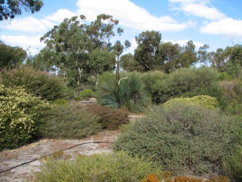 Keith Pitman's garden in Cockatoo Valley