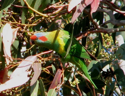 Musk Lorikeet