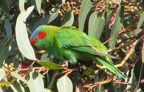 Musk Lorikeet