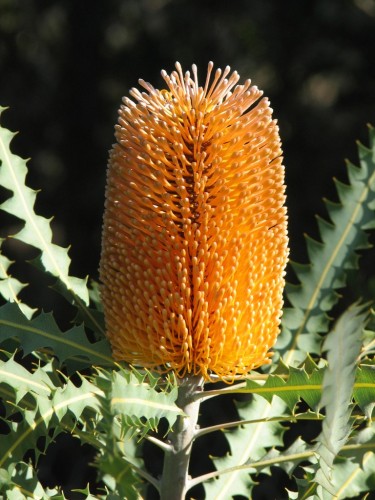 Banksia flower