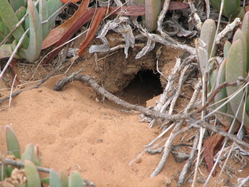 Nest hollow of the Spotted Pardalote