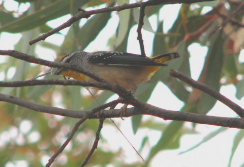Spotted Pardalote with nesting material in beak Spotted Pardalote with nesting material in beak