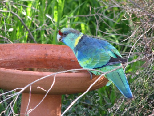 Mallee Ringneck Parrot Mallee Ringneck Parrot