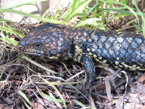 Stumpy Tailed Lizard