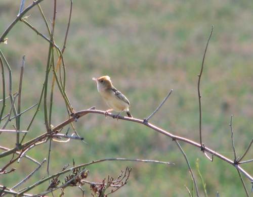 Golden Headed Cisticola Golden Headed Cisticola