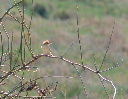 Golden Headed Cisticola