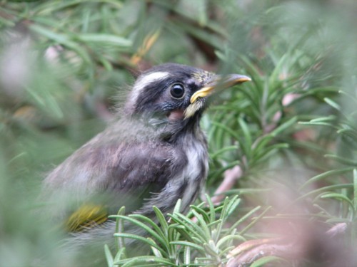 New Holland Honeyeater (baby just out of nest) New Holland Honeyeater (baby just out of nest)