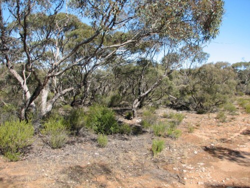 Mallee trees in Lowan Conservation Park, South Australia Mallee trees in Lowan Conservation Park, South Australia