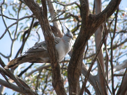 Crested Pigeon Crested Pigeon