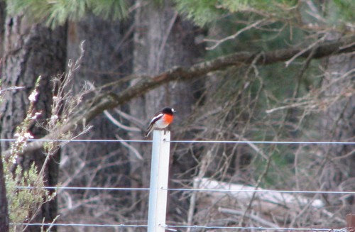 Male Scarlet Robin Male Scarlet Robin