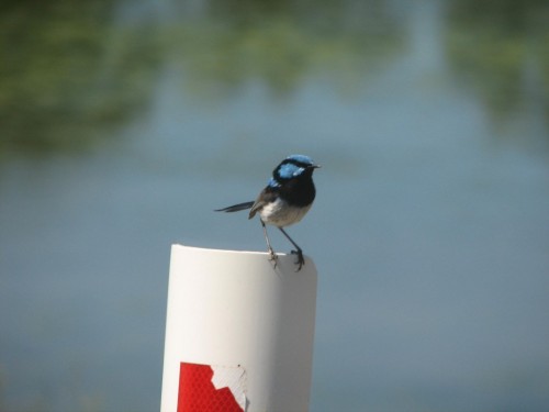 Male Superb Blue Wren