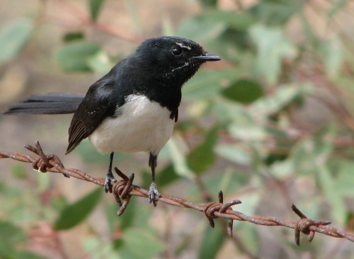 Willie Wagtail Willie Wagtail