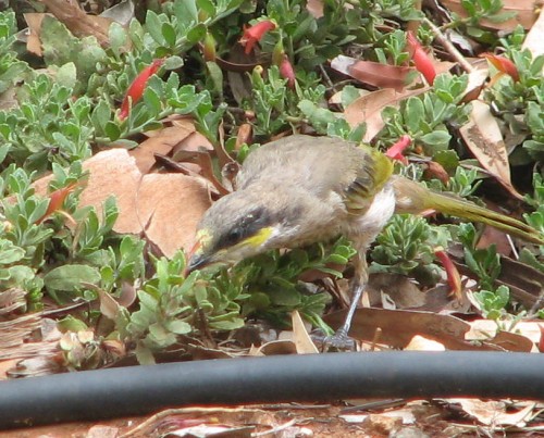Singing Honeyeater