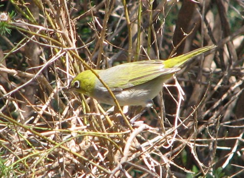 Silvereye Silvereye