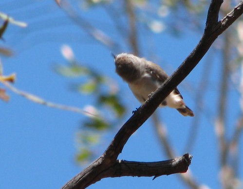 Chestnut Rumped Thornbill