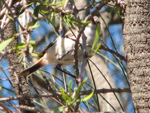 Chestnut Rumped Thornbill