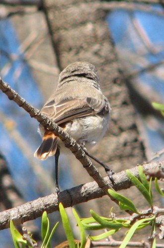 Chestnut Rumped Thornbill