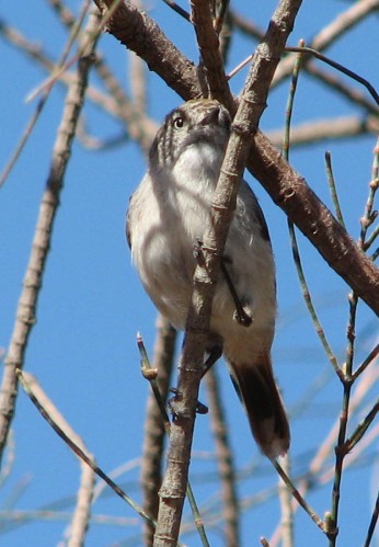 Chestnut Rumped Thornbill