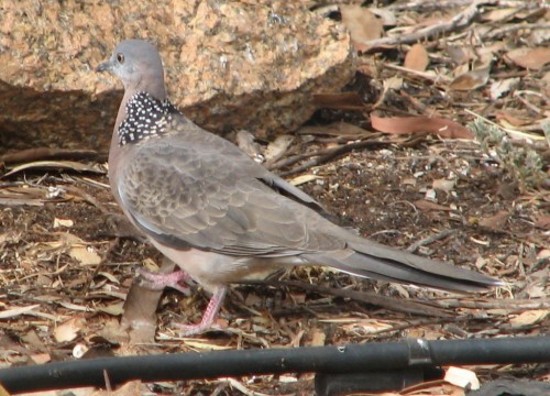 Spotted Turtledove Spotted Turtledove