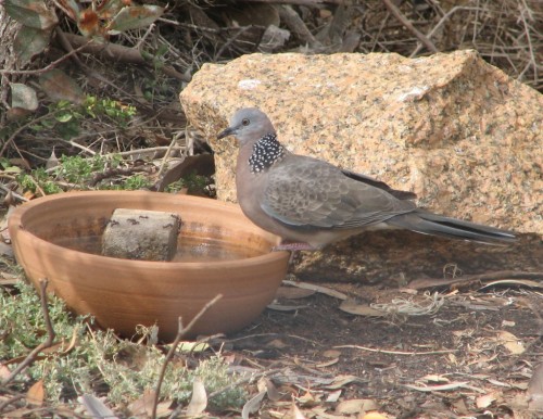 Spotted Turtledove Spotted Turtledove