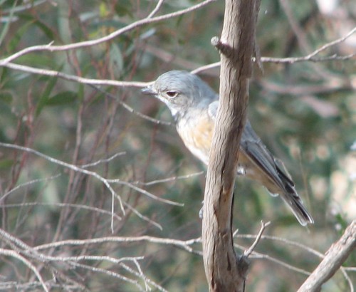 Rufous Whistler (juvenile male)