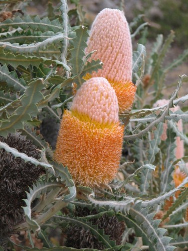 Banksias