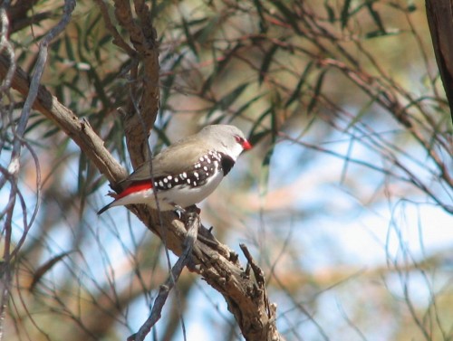 Diamond Firetail Finch