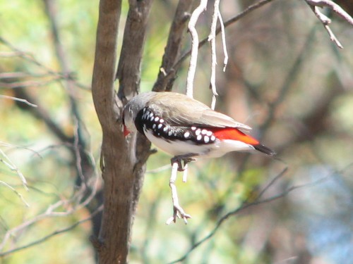 Diamond Firetail Finch