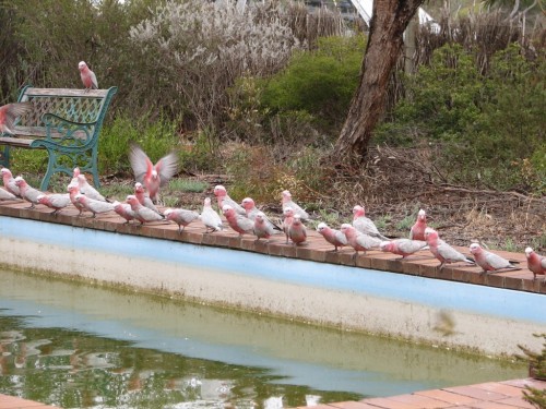 Galahs Galahs