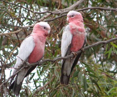 Galahs