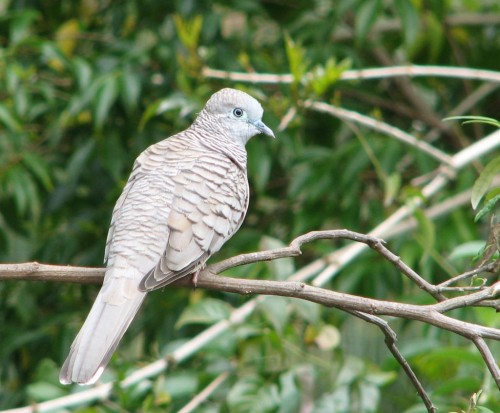 Peaceful Dove, Cleland Wildlife Park