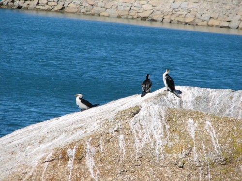 Little Pied Cormorants on Granite Island